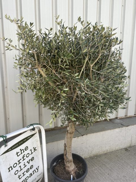 Arbequina Olive tree