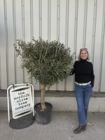 IMG_8546 Arbequina Olive tree
