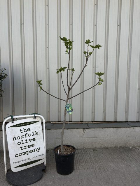 Fig Tree ‘Brogiotto Blanco