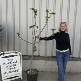 Fig Tree ‘Brogiotto Blanco