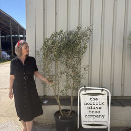 Small Olive Tree