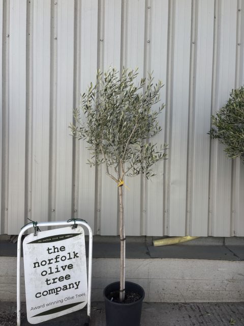 Leccino Olive tree