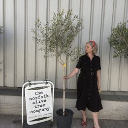 Leccino Olive tree