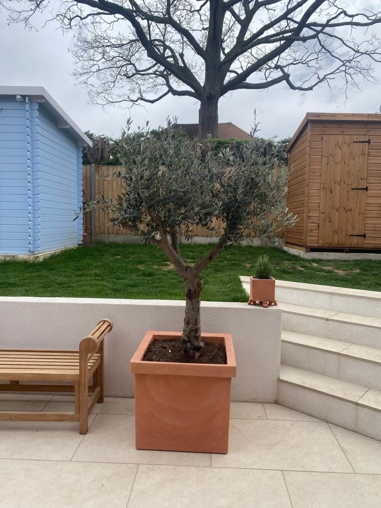 Olive trees for sale
