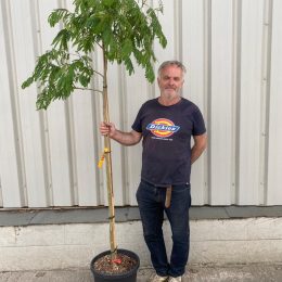 Albizia julibrissin – The Silk Tree - delivery included