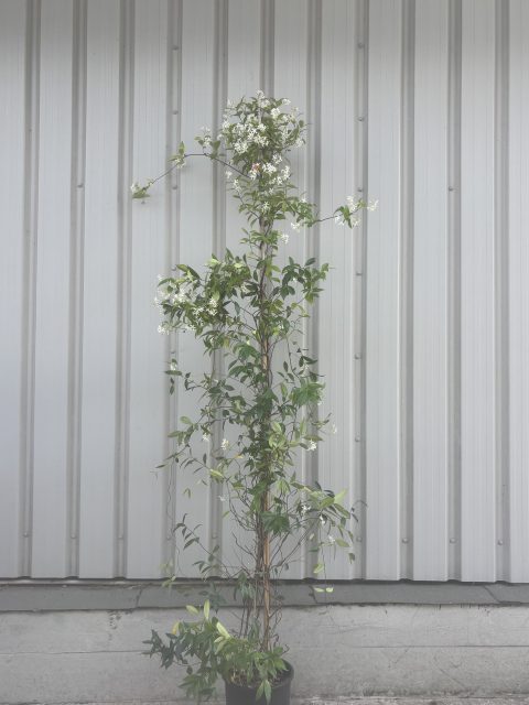 Italian Olive Tree for sale
