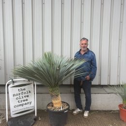 Yucca rostrata ‘Blue Swan’ – Large Architectural Palm Tree for Sale UK | Premium Hardy Yucca Specimen