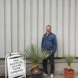Yucca rostrata ‘Blue Swan’ – Large Architectural Palm Tree for Sale UK | Premium Hardy Yucca Specimen