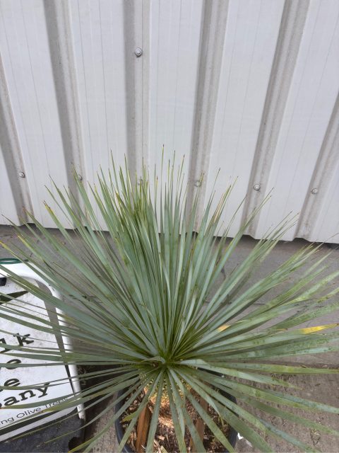 Silk Tree
