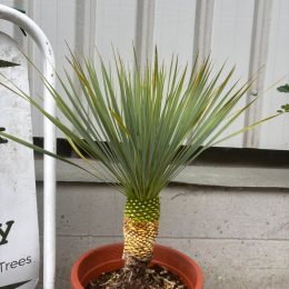 Yucca Rostrata