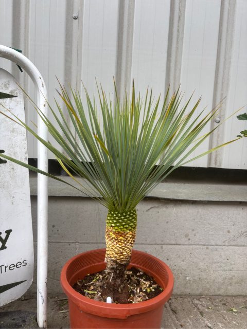IMG_1455 Yucca Rostrata
