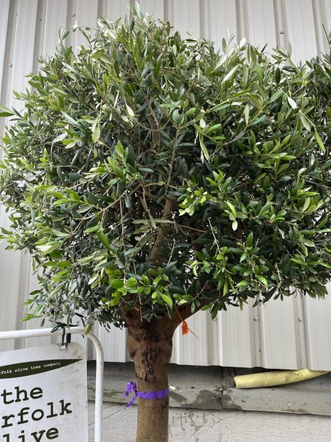 Arbequina Olive tree