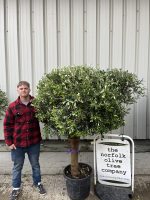 Arbequina Olive tree