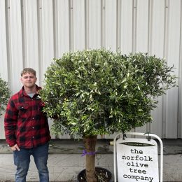 Arbequina Olive tree