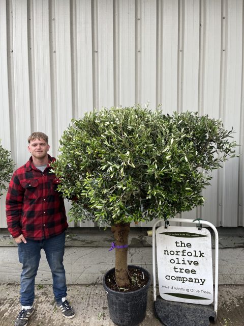Arbequina Olive tree