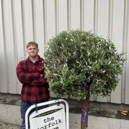 Olive Tree in Pot for Courtyard Gardens-delivery included