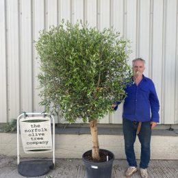 Olive Tree in Pot- Arbequina variety -delivery included