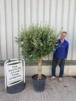 IMG_1495 Olive Tree in Pot