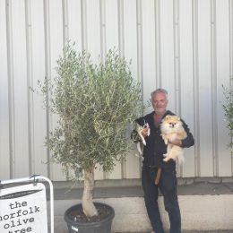 Olive Tree in Pot for Sale UK | Hojiblanca Olive Tree – Delivery Included