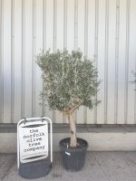 IMG_1513 Olive Tree in Pot