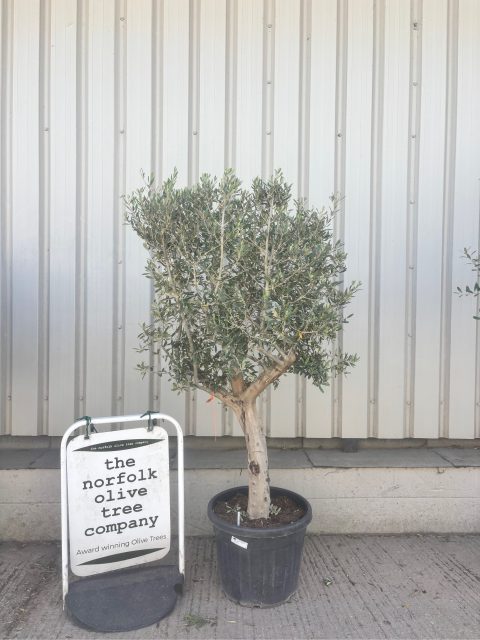 Olive Tree in Pot