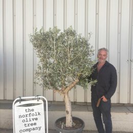 Olive Tree in Pot