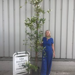 Evergreen Jasmine. Delivery included.