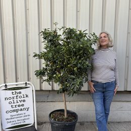 Kumquat citrus tree. Delivery included.
