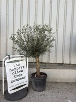 IMG_8712 Olive Tree in Pot