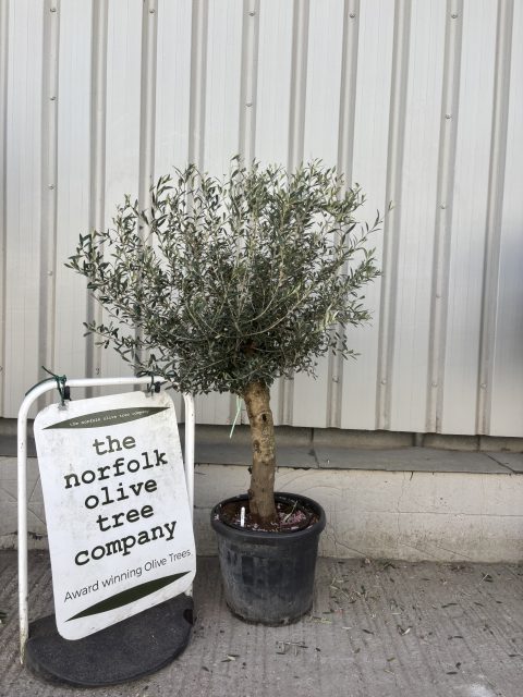 Olive Tree in Pot