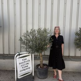Olive Tree in Pot