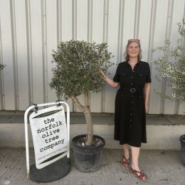 Olive Tree in Pot delivery included