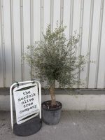 IMG_8720 Arbequina Olive tree