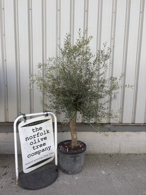 Arbequina Olive tree
