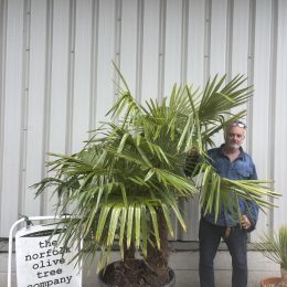 Latest Palm trees - The Norfolk Olive Tree Company