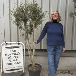 Charming Olive tree. Delivery included.