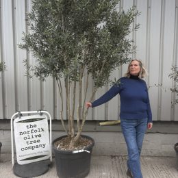 ‘Parachute’ pruned Italian Olive tree