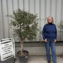 Olive Tree in Pot delivery included
