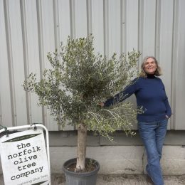Olive Tree in Pot delivery included