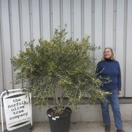 Multi-Stem Terrace & Courtyard Olive Tree | Patio & Rooftop Olive Tree UK |delivery included