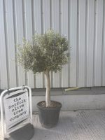 IMG_8949 Arbequina Olive tree