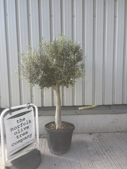 Arbequina Olive tree