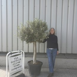 Arbequina Olive tree
