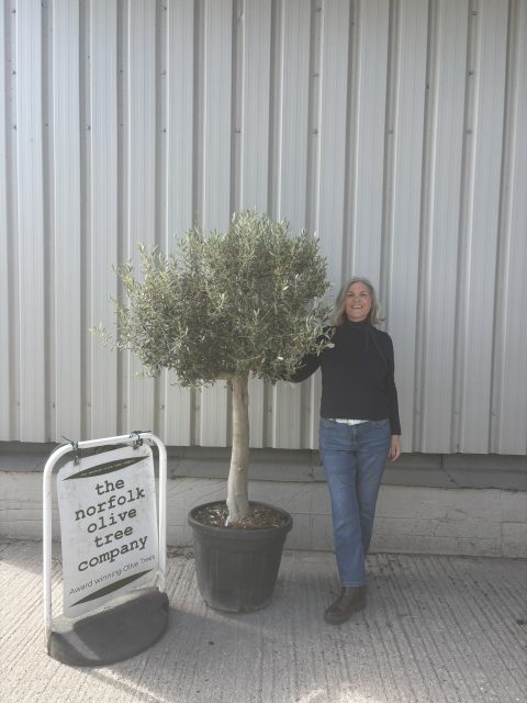 IMG_8951 Arbequina Olive tree