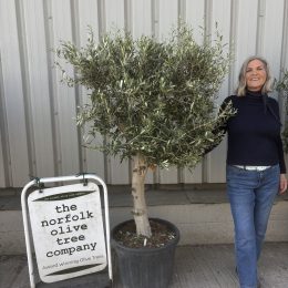 Arbequina Olive tree