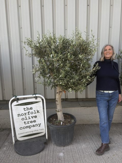 IMG_8960 Arbequina Olive tree