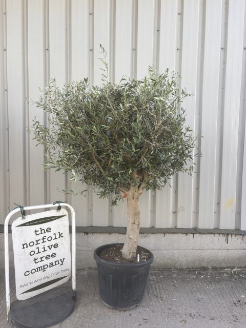 Large Olive Tree in Pot - delivery included - The Norfolk Olive Tree ...