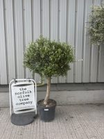Arbequina Olive tree
