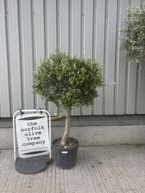 Arbequina Olive tree