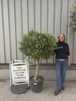 Arbequina Olive tree